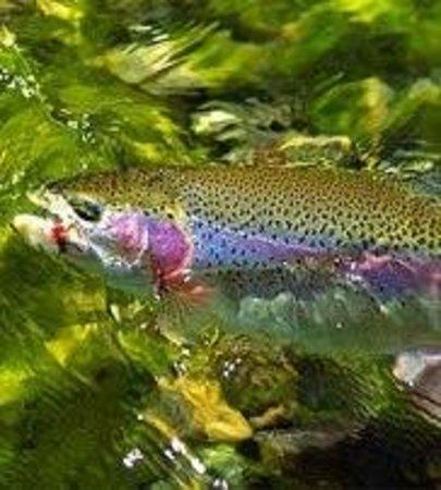 Yosemite Sierra Fly Fishing