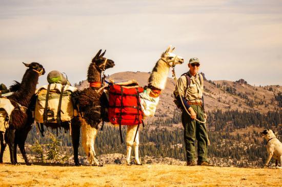 Potato Ranch Llama Packers